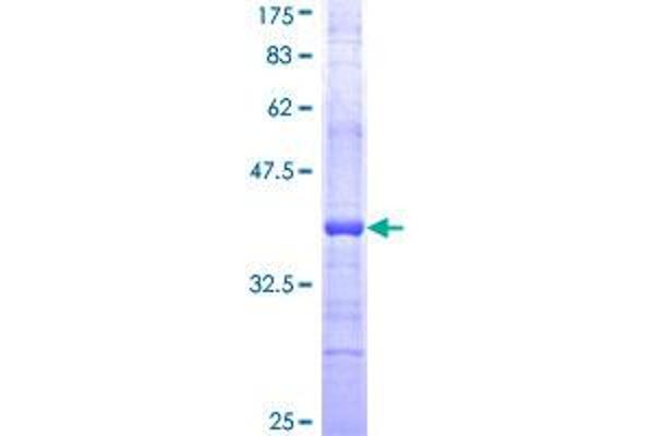 Caspase 2 Protein (AA 121-220) (GST tag)