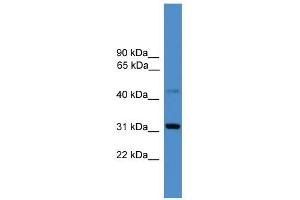 WB Suggested Anti-CD38 Antibody Titration: 0. (CD38 antibody  (C-Term))