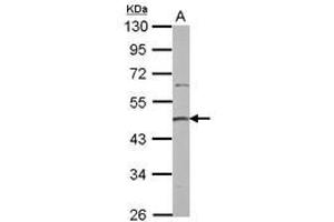 Image no. 1 for anti-Protein Arginine Methyltransferase 2 (PRMT2) (AA 8-296) antibody (ABIN1500416) (PRMT2 antibody  (AA 8-296))