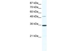 Western Blotting (WB) image for anti-Zinc Finger Protein 610 (ZNF610) antibody (ABIN2461321)