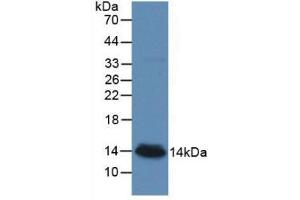 Western blot analysis of recombinant Human bTG. (beta-Thromboglobulin antibody  (AA 59-128))