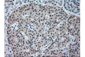 Immunohistochemical staining of paraffin-embedded pancreas tissue using anti-NRBP1mouse monoclonal antibody. (NRBP1 antibody)