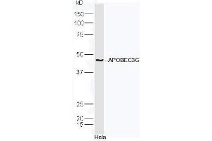 Human HeLa lysates probed with Rabbit Anti-APOBEC3G Polyclonal Antibody, Unconjugated (ABIN2170288) at 1:300 overnight at 4˚C. (APOBEC3G antibody  (AA 201-300))