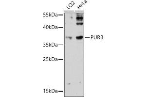 Western blot analysis of extracts of various cell lines, using PURB antibody (ABIN7269748) at 1:3000 dilution. (PURB antibody)