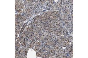 Immunohistochemical staining of human pancreas with C22orf40 polyclonal antibody  shows distinct positivity in intercalated ducts and exocrine cells at 1:50-1:200 dilution. (CDPF1 antibody)