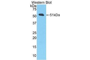 Western Blotting (WB) image for anti-Amyloid beta (A4) Precursor Protein (APP) (AA 672-711) antibody (ABIN1858065) (APP antibody  (AA 672-711))
