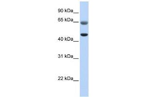 Western Blotting (WB) image for anti-Family with Sequence Similarity 113, Member A (FAM113A) antibody (ABIN2459189) (FAM113A antibody)