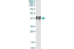 Immunoprecipitation of FAS transfected lysate using anti-FAS monoclonal antibody and Protein A Magnetic Bead , and immunoblotted with FAS MaxPab rabbit polyclonal antibody. (FAS antibody  (AA 1-335))