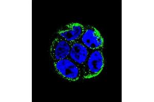 Confocal immunofluorescent analysis of VILL Antibody (Center) (ABIN656022 and ABIN2845397) with WiDr cell followed by Alexa Fluor 488-conjugated goat anti-rabbit lgG (green). (VILL antibody  (AA 385-412))