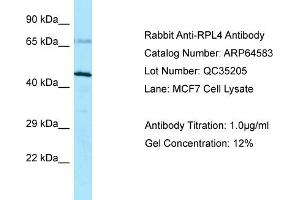 Host: Rabbit Target Name: RPL4 Sample Type: MCF7 lysates Antibody Dilution: 1.