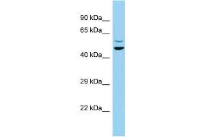 Host: Rabbit Target Name: C7orf10 Sample Type: MCF7 Whole Cell lysates Antibody Dilution: 1. (C7orf10 antibody  (N-Term))