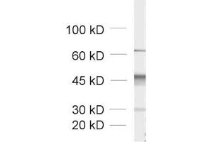 dilution: 1 : 1000, sample: crude synaptic vesicle fraction of rat brain (LP2) (Doc 2a/b antibody)