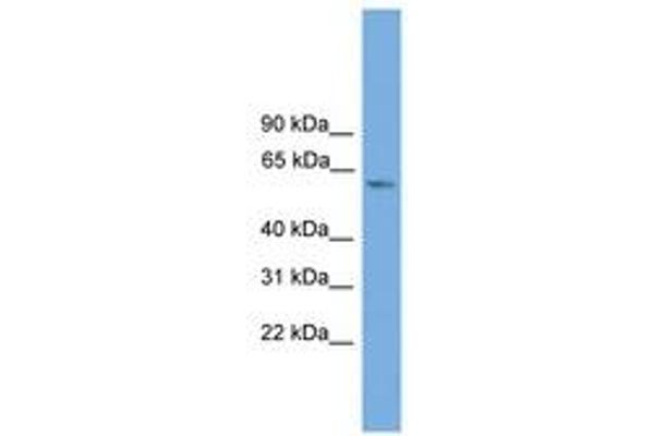 ZBTB46 antibody  (AA 179-228)