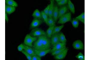 Immunofluorescence staining of HepG2 cells with ABIN7139859 at 1:50, counter-stained with DAPI. (GDF3 antibody  (AA 202-222))
