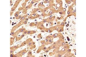 Immunohistochemistry (IHC) image for anti-Fibroblast Growth Factor Receptor 2 (FGFR2) (AA 7-37) antibody (ABIN3030951)