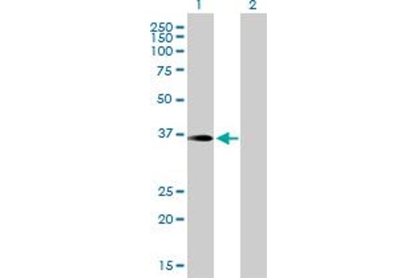 PITPNC1 antibody  (AA 1-268)