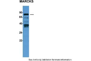 Image no. 2 for anti-Myristoylated Alanine-Rich Protein Kinase C Substrate (MARCKS) (C-Term) antibody (ABIN786132) (MARCKS antibody  (C-Term))