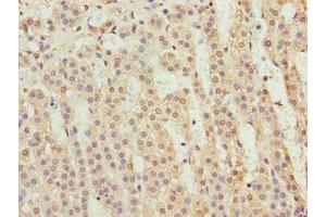 Immunohistochemistry of paraffin-embedded human adrenal gland tissue using ABIN7165927 at dilution of 1:100 (CPI-17 antibody  (Regulatory Subunit 14A))