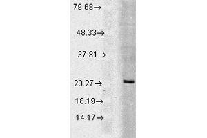 Western blot analysis of Human Cell line lysates showing detection of Rab5 protein using Rabbit Anti-Rab5 Polyclonal Antibody . (RAB5 antibody  (Atto 390))