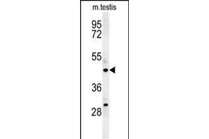 Western blot analysis in mouse testis tissue lysates (35ug/lane). (STAMBPL1 antibody  (AA 135-163))