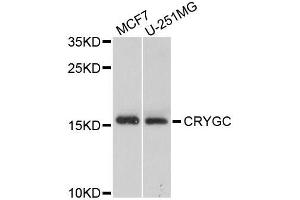 Western blot analysis of extracts of various cell lines, using CRYGC antibody (ABIN5995734) at 1/1000 dilution. (CRYGC antibody)