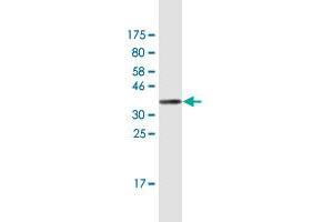 Western Blot detection against Immunogen (36. (NUP50 antibody  (AA 342-439))