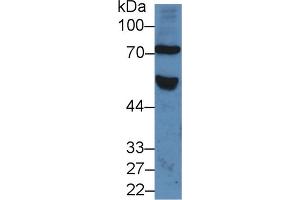 FZD1 Antikörper  (AA 117-322)