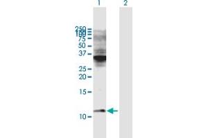 Western Blot analysis of COX6C expression in transfected 293T cell line by COX6C MaxPab polyclonal antibody. (COX6C antibody  (AA 1-75))