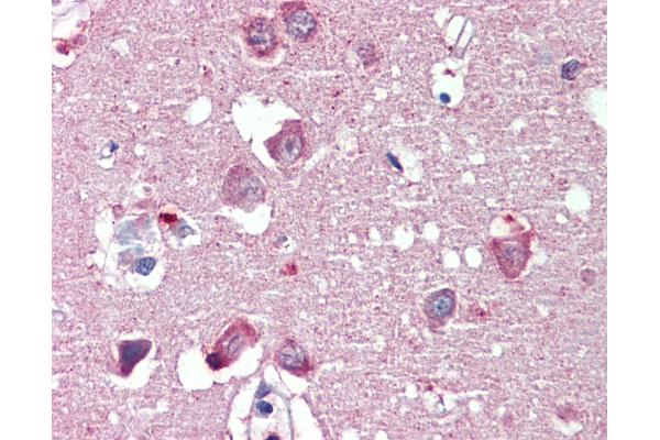 Reticulon 4 antibody  (AA 501-515)