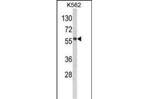 Western blot analysis of hP19- (ABIN390142 and ABIN2840646) in K562 cell line lysates (35 μg/lane). (MMP19 antibody  (C-Term))