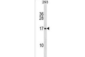 PS Antibody (N-term) (ABIN1538890 and ABIN2850407) western blot analysis in 293 cell line lysates (35 μg/lane). (PAPPA-AS1 antibody  (N-Term))