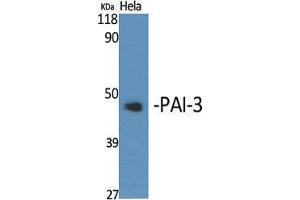 Western Blot (WB) analysis of specific cells using PAI-3 Polyclonal Antibody. (SERPINA5 antibody  (Internal Region))