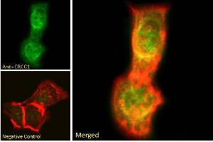 ABIN6391360 Immunofluorescence analysis of paraformaldehyde fixed A431 cells, permeabilized with 0. (ERCC1 antibody  (Internal Region))