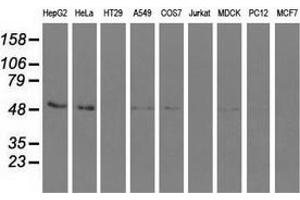 Western blot analysis of extracts (35 µg) from 9 different cell lines by using anti-SNTA1 monoclonal antibody. (SNTA1 antibody)