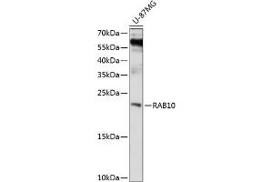 Western blot analysis of extracts of U-87MG cells, using R antibody (ABIN1682420, ABIN3018951, ABIN3018952 and ABIN6220641) at 1:1000 dilution. (RAB10 antibody  (AA 1-190))