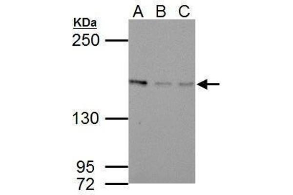 BLM anticorps  (C-Term)