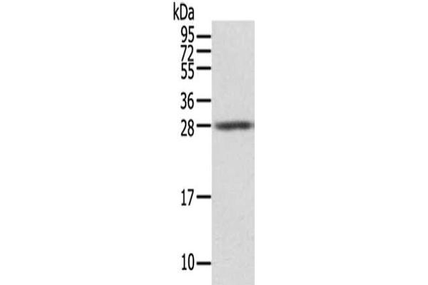 STX8 antibody