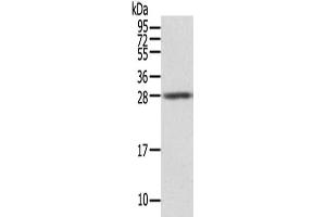 Gel: 12 % SDS-PAGE,Lysate: 40 μg,Primary antibody: ABIN7131243(STX8 Antibody) at dilution 1/500 dilution,Secondary antibody: Goat anti rabbit IgG at 1/8000 dilution,Exposure time: 5seconds (STX8 antibody)