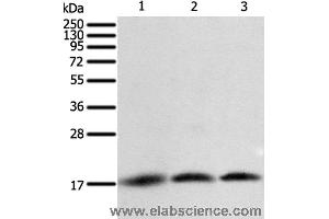 Western blot analysis of A431, Jurkat and hela cell, using BIRC5 Polyclonal Antibody at dilution of 1:400 (Survivin antibody)