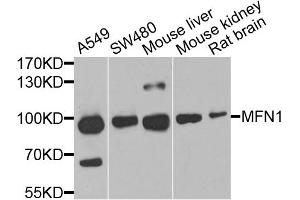 Western blot analysis of extracts of various cell lines, using MFN1 antibody. (MFN1 antibody)