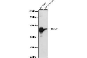 Western blot analysis of extracts of various cell lines, using B3GNT4 antibody (ABIN7265875) at 1:1000 dilution. (B3GNT4 antibody  (AA 165-305))