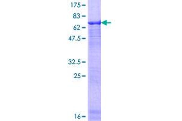 BAF53A Protein (AA 1-429) (GST tag)