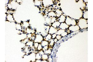 Anti- SFTP A1/2 Picoband antibody, IHC(P) IHC(P): Mouse Lung Tissue