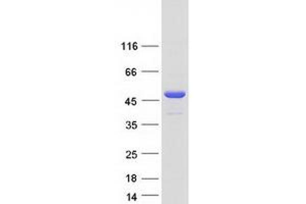 POLR2M Protein (Transcript Variant 1) (Myc-DYKDDDDK Tag)