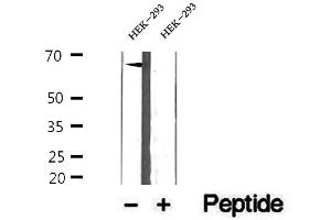 Western blot analysis of extracts of HEK-293 cells, using ETFDH antibody.