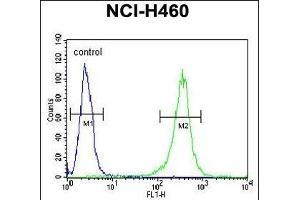 FA49A Antibody (N-term) (ABIN651554 and ABIN2840298) flow cytometric analysis of NCI- cells (right histogram) compared to a negative control cell (left histogram). (FAM49A antibody  (N-Term))
