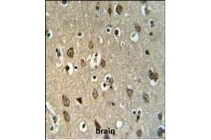 UPK1B Antibody (Center) (ABIN653680 and ABIN2843007) IHC analysis in formalin fixed and paraffin embedded brain tissue followed by peroxidase conjugation of the secondary antibody and DAB staining. (Uroplakin 1B antibody  (AA 159-188))