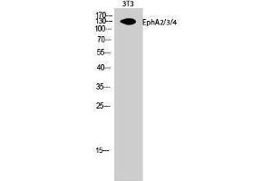 Western Blotting (WB) image for anti-EPH Receptor A2/3/4 (EPHA2/3/4) (Lys14) antibody (ABIN3184501) (EPHA2/3/4 antibody  (Lys14))