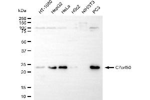 anti-Chromosome 7 Open Reading Frame 50 (C7orf50) antibody