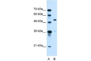 SLC37A3 antibody used at 0. (SLC37A3 antibody)